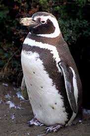 Magellanpinguin